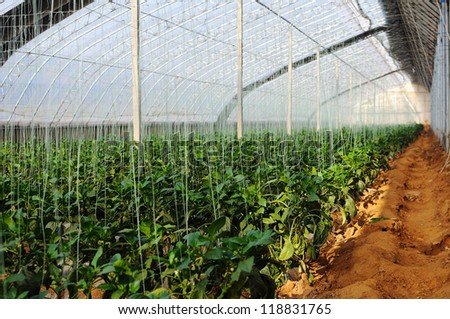 This is the greenhouse vegetable company.The picture shows dedicated to planting Green peppers vegetable greenhouses.