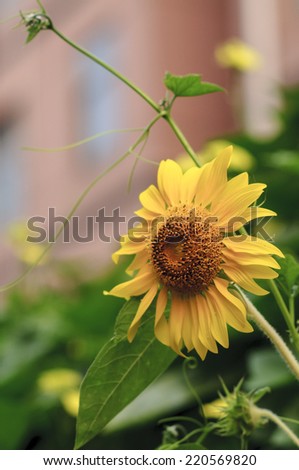 Life is full of passion sunflower in full bloom, and that bright yellow very exciting. Bee hard work in the sun.