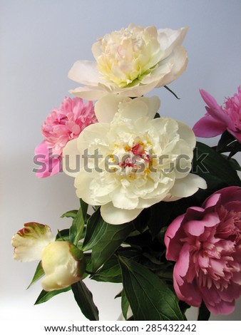 Pink and white bouquet of peonies  on a blue backgroun