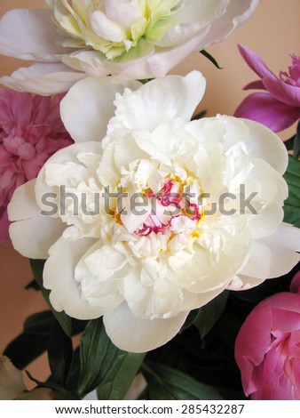 Pink and white bouquet of peonies  on a brown backgroun