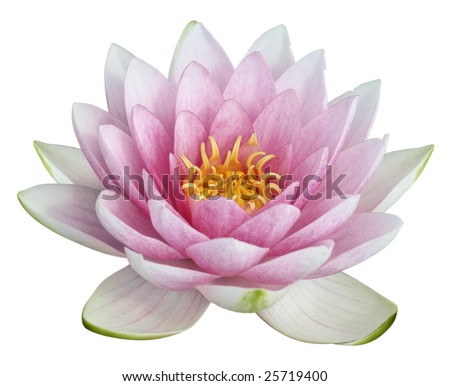 stock photo Lotus flower