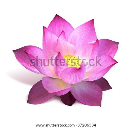 stock photo Pink lotus flower