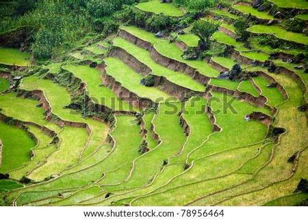 Rice Paddy Terrace