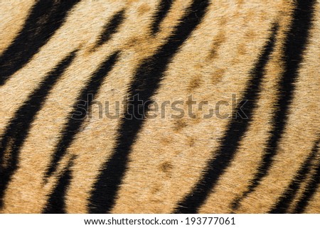 Beautiful real tiger skin, colorful texture with orange, yellow and black