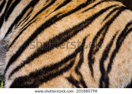 Beautiful real tiger skin, colorful texture with orange, yellow and black