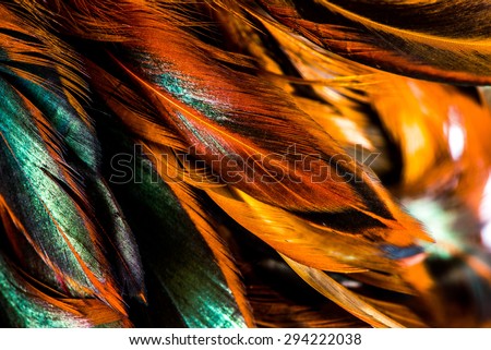 Abstract of feather, feather of chicken background