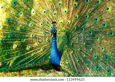 blue peacock spread tail-feathers in night-safari chiangmai Thailand