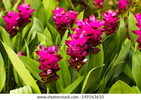 siam tulip or curcuma chiangmai Thailand