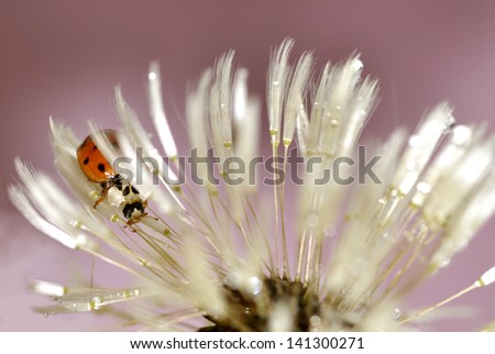 Lady bug and water drops on dandelion.