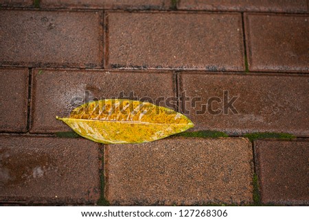 Fallen leaf with rain water on brick ground