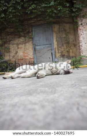 One dog guard in front of vintage building