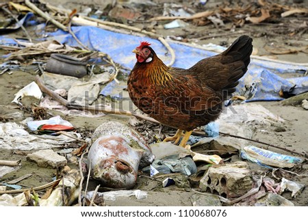 A chicken makes its way amongst the debris on the river bank in Hoi An, Vietnam.