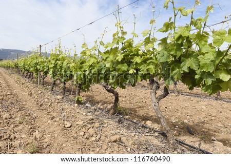 Vineyard in the fruit set season, Borba, Alentejo, Portugal