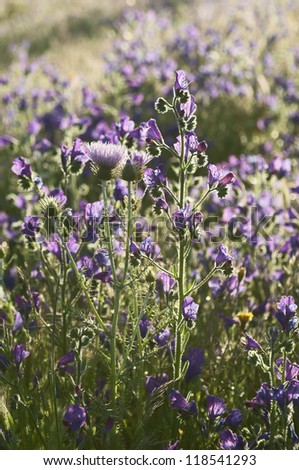 Purple Milk Thistle flowers - Galactites tomentosa - and Purple Viper\'s Bugloss - Echium plantagineum - in a meadow of Alentejo, Portugal