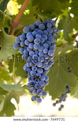 A beautiful view of a bunch of fresh, juicy ripe Cabernet Sauvignon grapes still on the vine, ready to be picked.