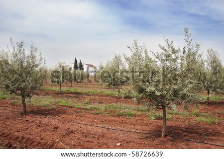 Olive grove with drip irrigation system, Alentejo, Portugal