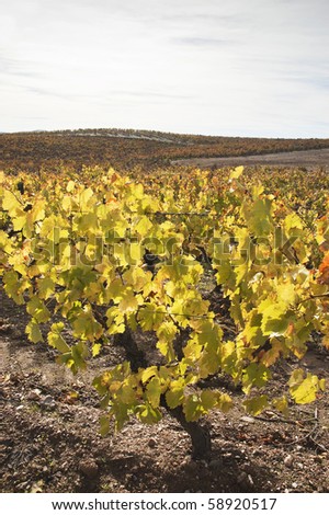 Colorful vineyards in the fall season,  Alentejo, Portugal