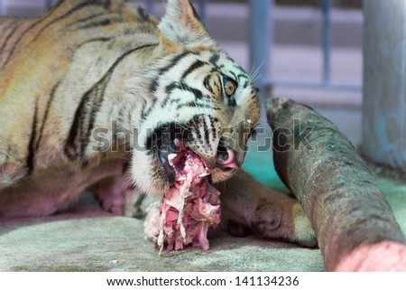 wild bengal tiger captured behind bars in the zoo eating chopped chicken