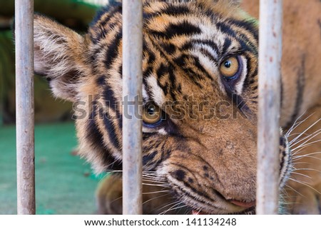 wild bengal tiger captured behind bars in the zoo