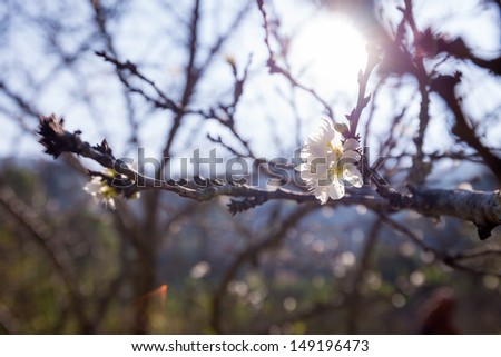 White plum flowers bloom on the tree in strong sun light
