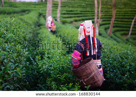 hill tribe harvester tea farmer