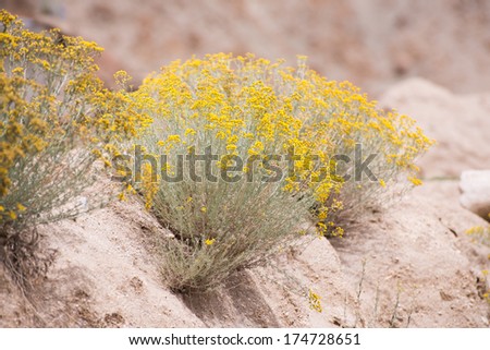 small yellow flowers in desert