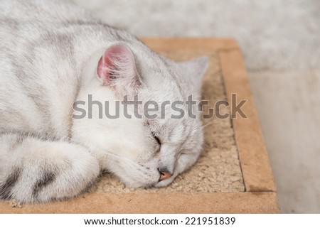 white cat sleeping on mat