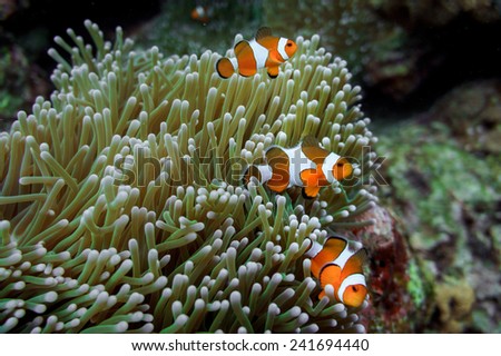 underwater shot anemone clown fish family