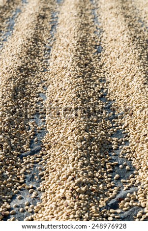row of sun dried green coffee beans
