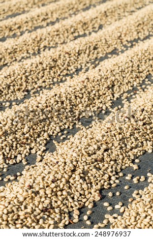 row of sun dried green coffee beans