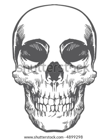 stock vector Skull