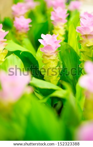 Field of pink siam tulip flowers in garden