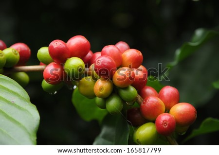 Coffee tree branches filled with ripening Coffee Cherries