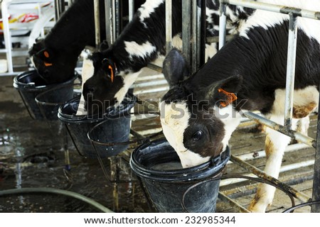 Dairy calves fed milk in the stable.