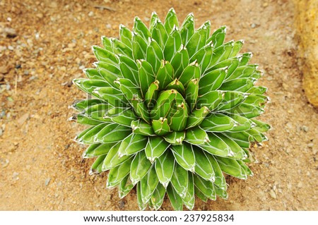 The green cactus on the barren ground.
