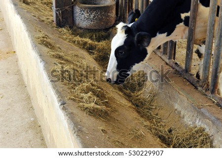 Dairy cows feeding