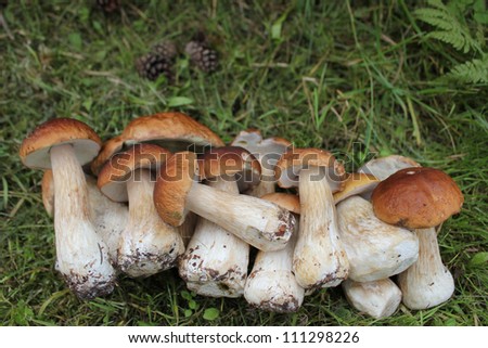 Group of edible fungi in a green grass