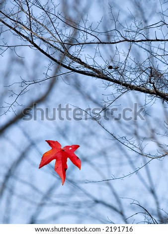 Leaf falling from a tree during the last days of fall