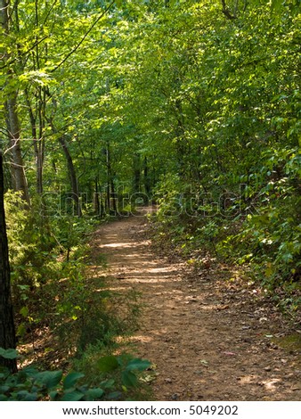 A hiking trail through the woods during the summer.