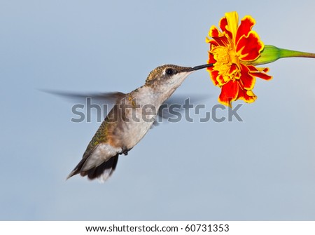 Hummingbird in flight with flower and sky background