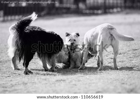 Group of bigger dogs sniffing and playing with a small dog
