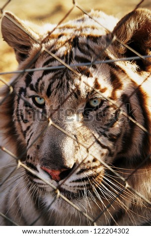 Portrait of a beautiful white tiger behind a fence