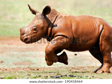 Cute baby white rhino covered in mud running across an open field