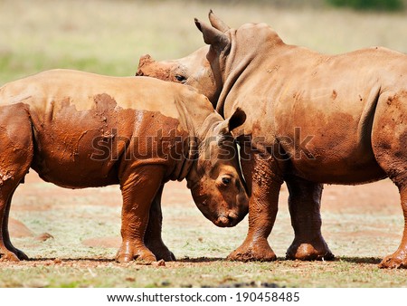 Two cute baby white rhinos playing together in the mud during a hot summers day