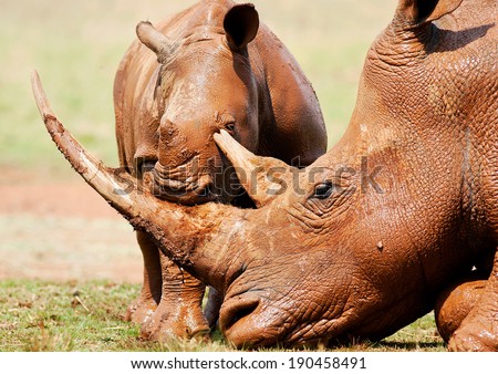 Cute baby white rhino covered in mud playing with mother\'s horn