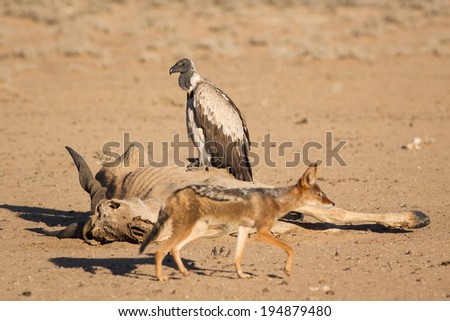 Wild White-backed Vulture bird perched on an Eland antelope carcass with a wild Black-backed Jackal running past in the Kalahari desert