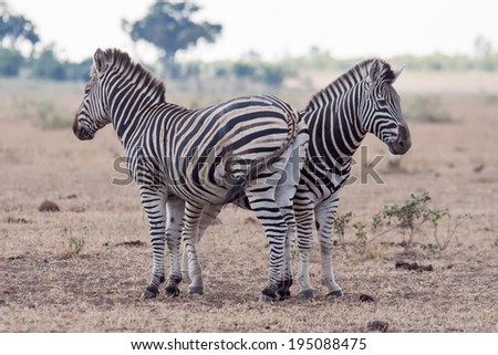 A pair of Wild Zebras stand head to toe on an open patch of land in the Kruger National Park