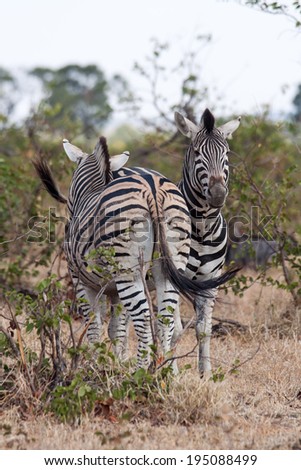 A pair of Wild Zebras stand head to toe in the Kruger National Park