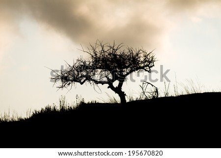 Silhouette of a lone tree on a hill in the Kruger National Park