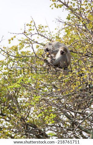 A pair of wild Vervet Monkeys sitting on a branch at the top of a tree